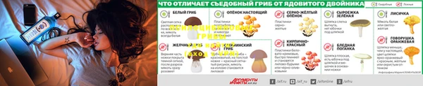прущие грибы Пересвет